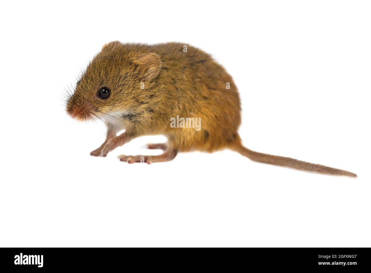 Niedliche Harvest Mouse (Micromys minutus) auf weißem Hintergrund, Studioaufnahme Stockfoto