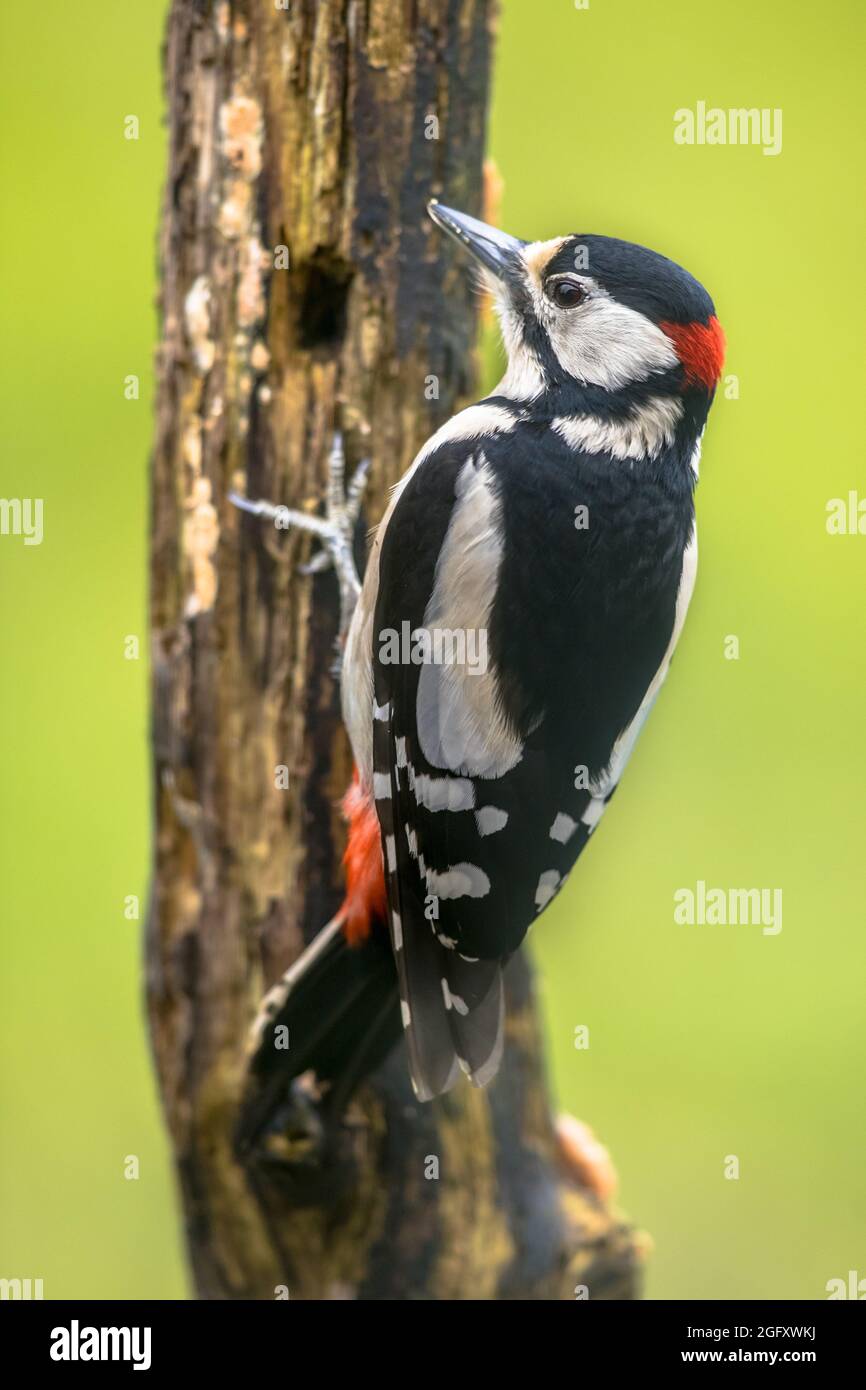 Buntspecht (Dendrocopus major) Porträt im Wald. Tierwelt in der Natur. Niederlande Stockfoto