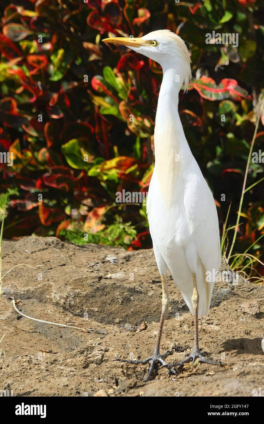 Rinderreiher auf Maui Stockfoto