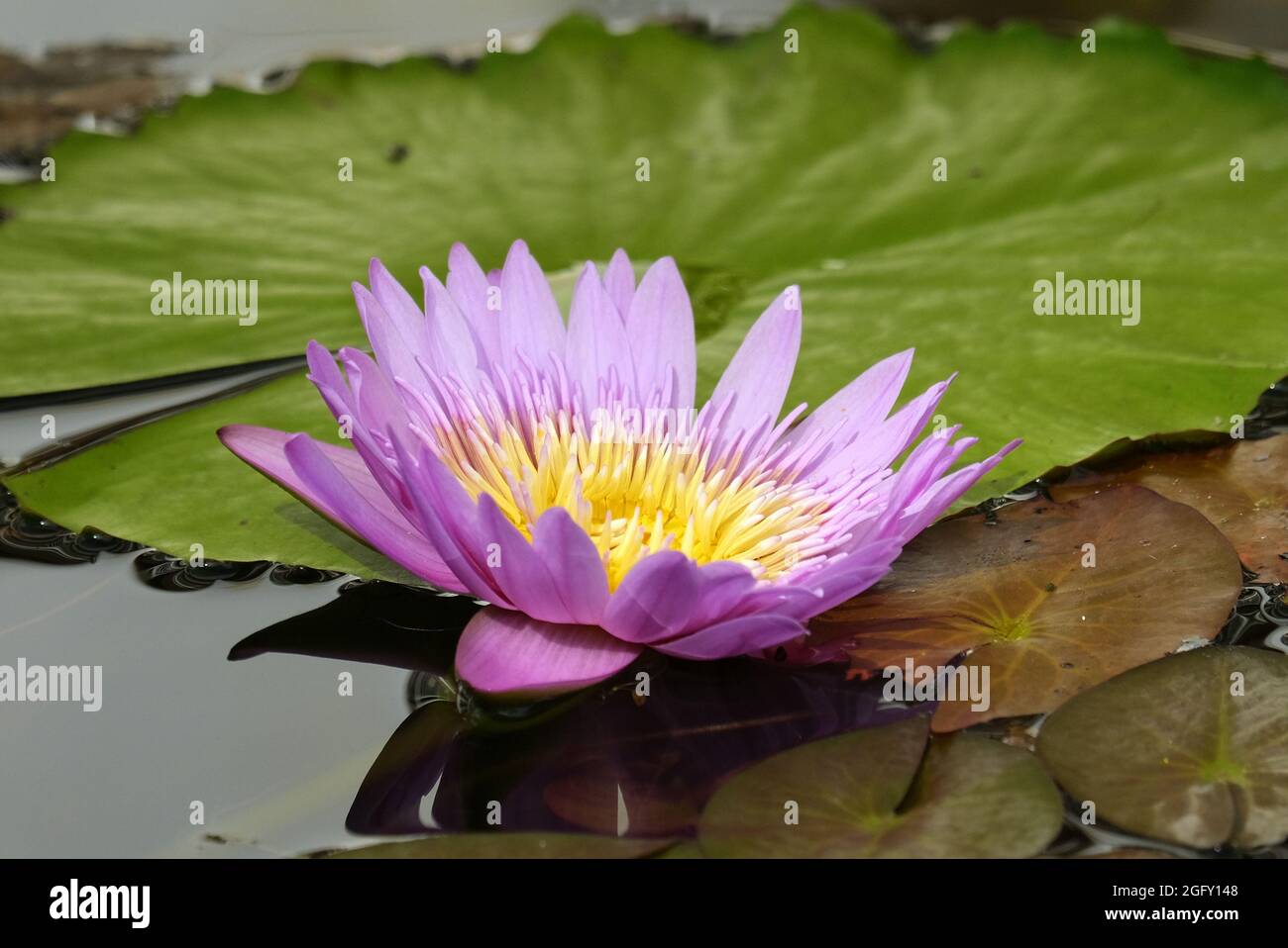 Violette und gelbe Wasserlilie (Nymphaeaceae) Stockfoto