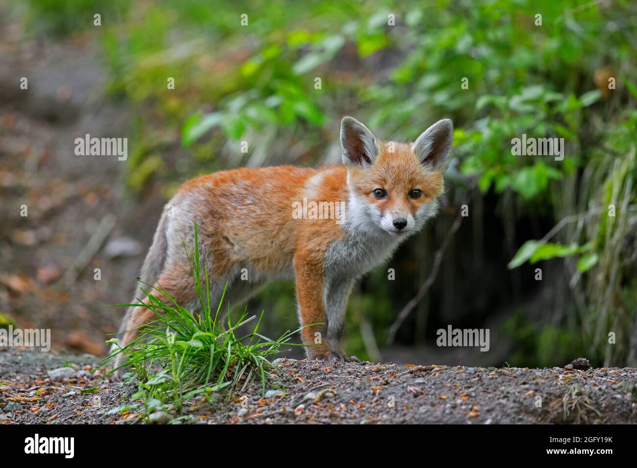 Junger Rotfuchs (Vulpes vulpes) Single Kit / Junge in der Nähe von Höhle / den Eingang im Wald im Frühjahr Stockfoto