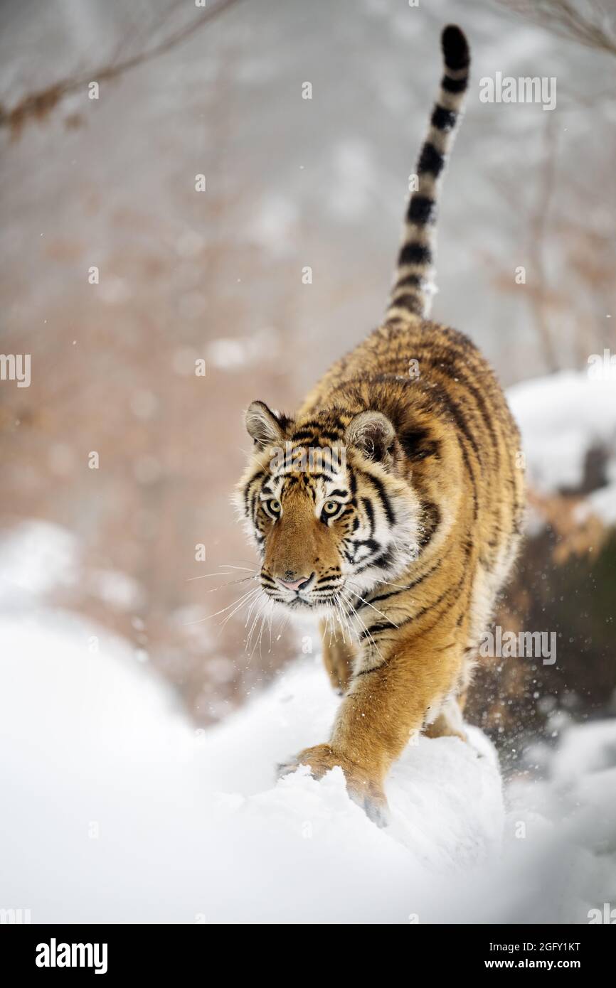 Ein Tiger im Wald genießt den frischen Schnee. Stockfoto