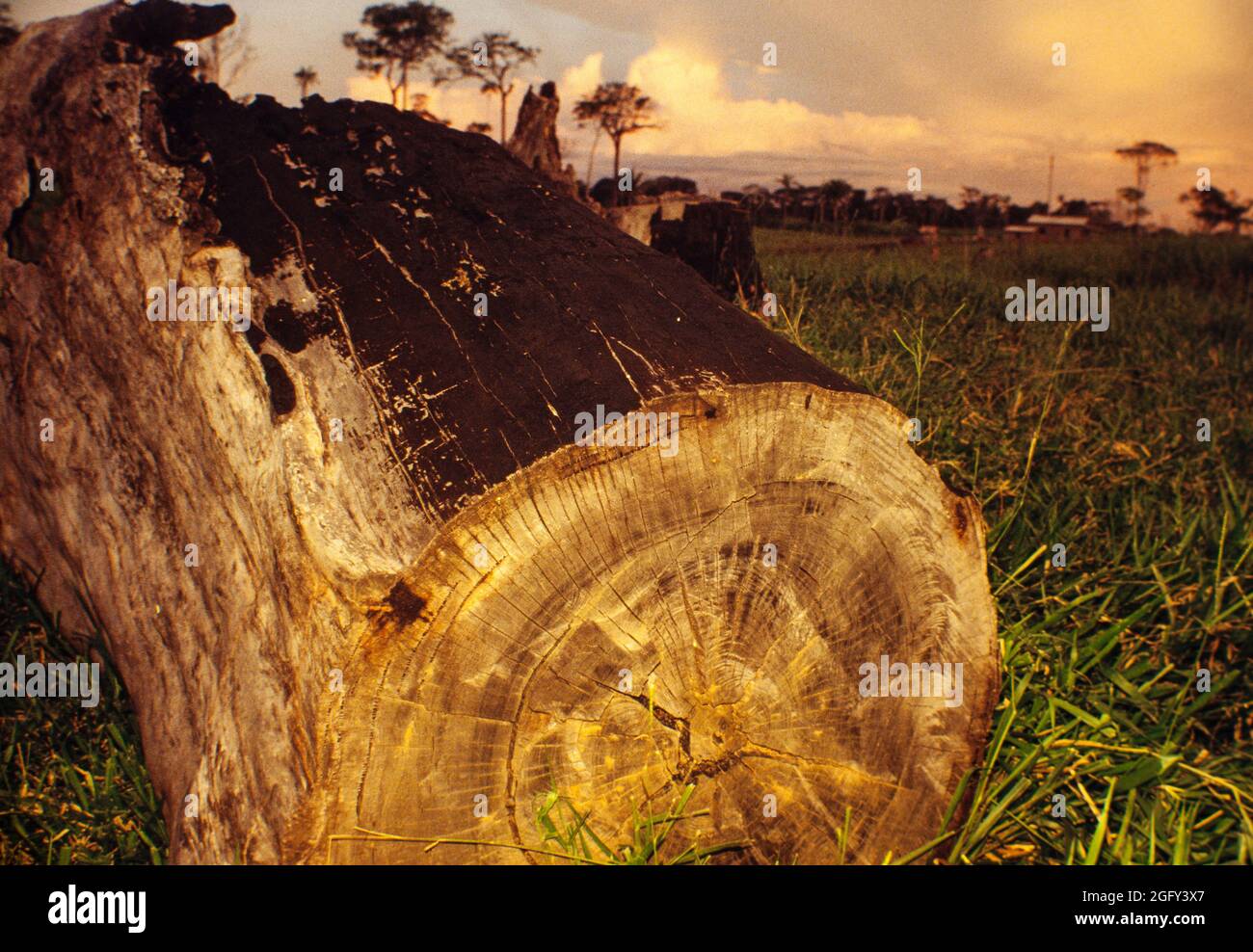 Amazonas-Abholzung, brannte Brasilien Nussbaum Trunkk. Stockfoto