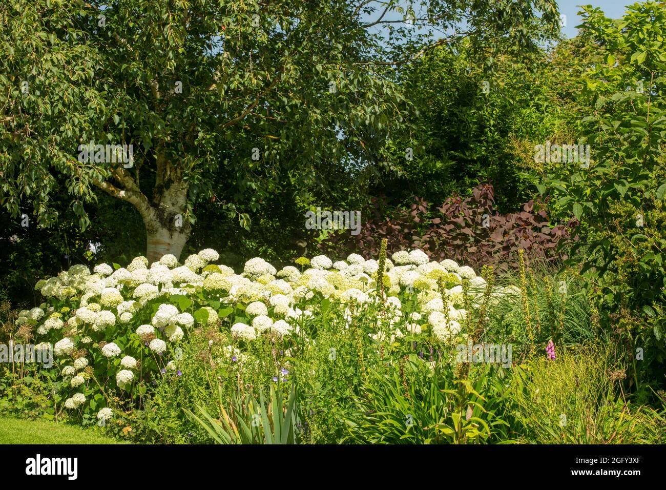 Herrlich massierte Grenze der Hydrangea arborescens starke Annabelle ('Abetwo') blüht in Sonnenschein und breitere Gartenanlage Stockfoto