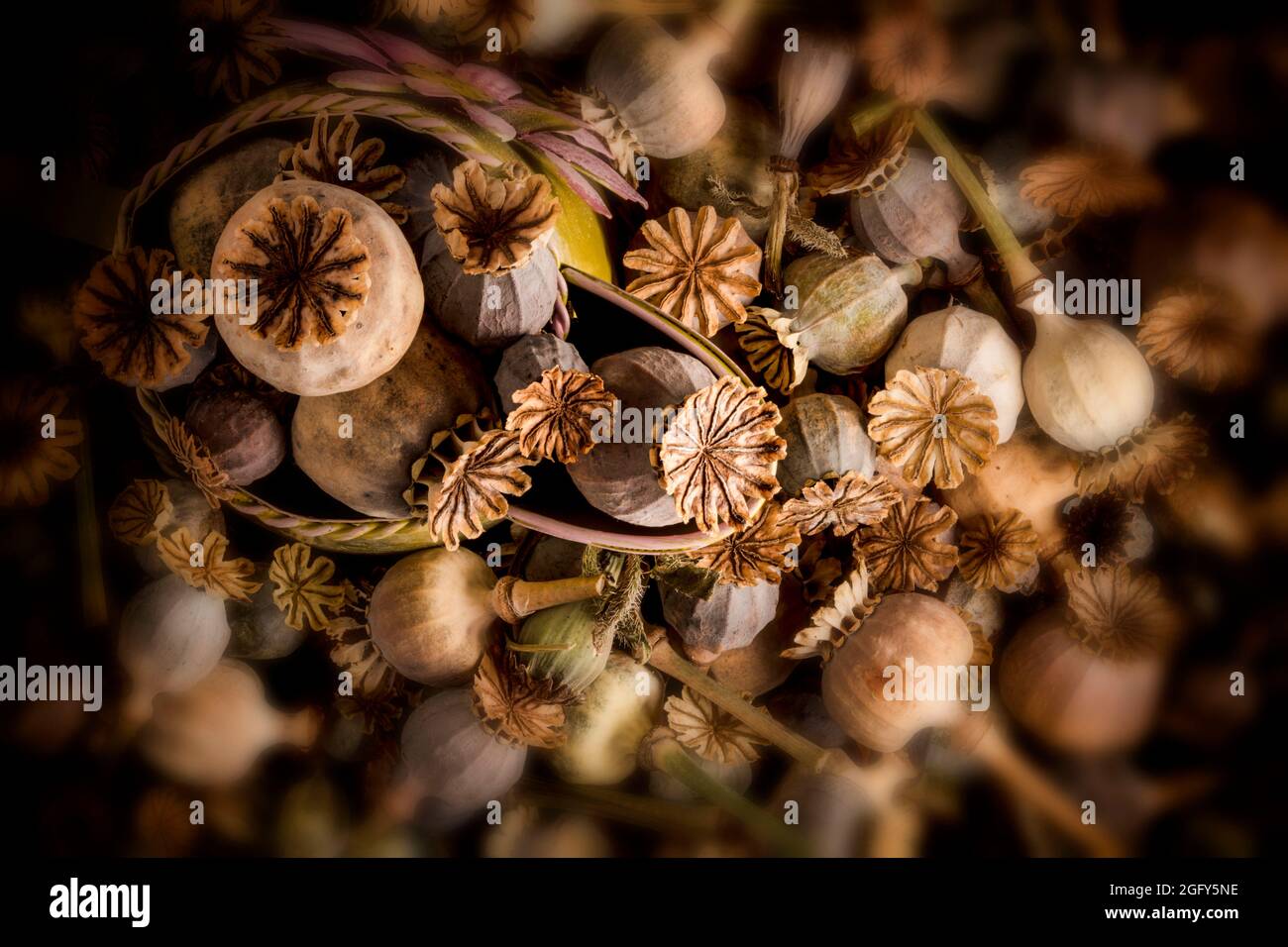 Faszinierende natürliche Stillleben von trocknenden Mohnköpfen (Papaver orientale, Papaver somniferum) und dekorativer Gießkanne Stockfoto