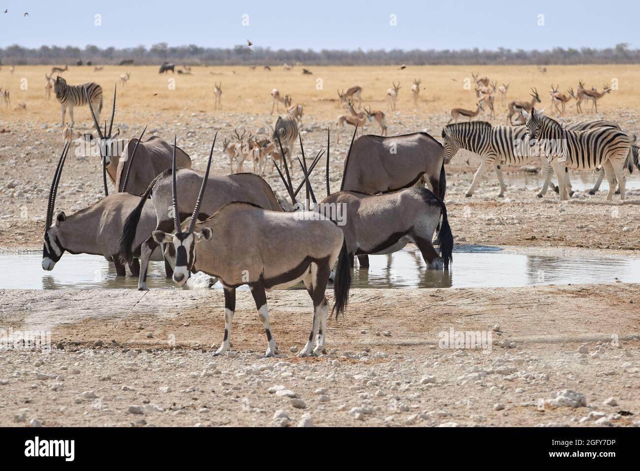 Große Herde wilder Safaritiere, die am Wasserloch, im Etosha Nationalpark, Namibia, trinken. Stockfoto