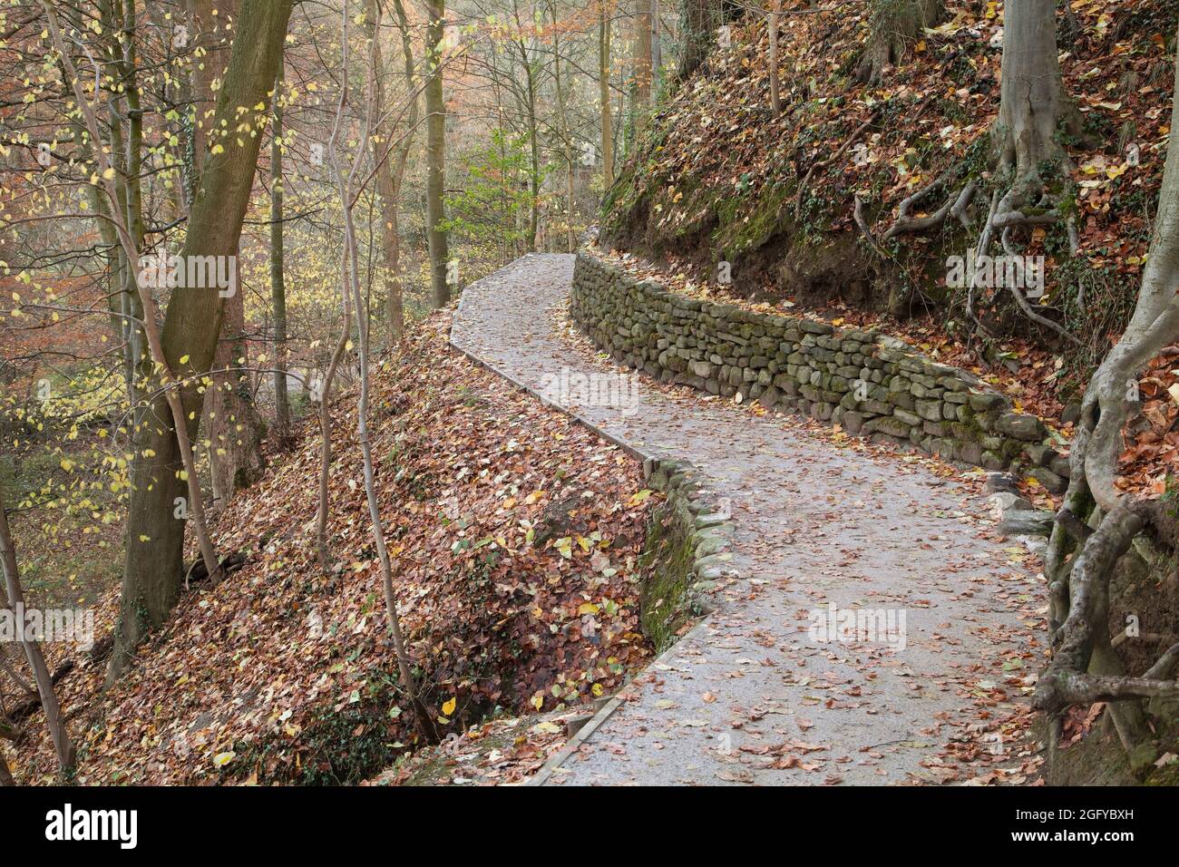Pfad in Strid Woods im Herbst, im Yorkshire Dales National Park, Großbritannien Stockfoto