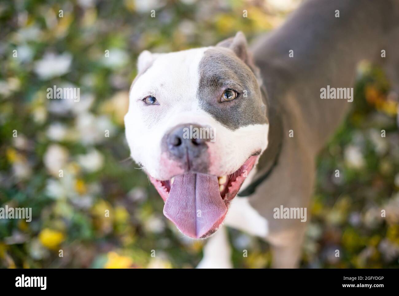 Ein fröhlicher, grauer und weißer Pit Bull Mischlingshund, der aufschaut und keucht Stockfoto