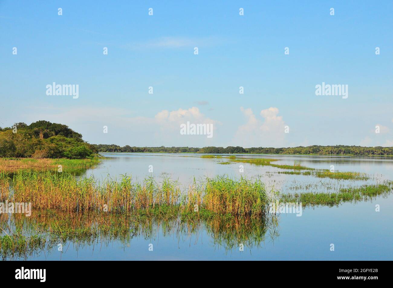 Der Myakka River State Park ist eines der größten Naturgebiete Floridas mit einer vielfältigen Wasserlandschaft aus Feuchtgebieten, Prärien, Hängematten und pinelands. Stockfoto