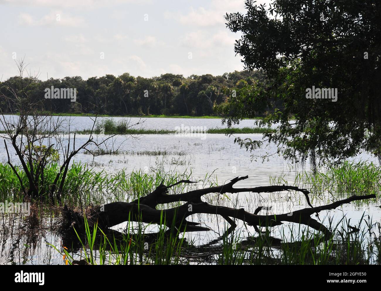 Der Myakka River State Park ist eines der größten Naturgebiete Floridas mit einer vielfältigen Wasserlandschaft aus Feuchtgebieten, Prärien, Hängematten und pinelands. Stockfoto