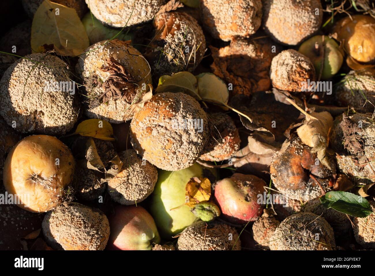 Faule Äpfel, sichtbare Schimmelpilze und verrottete Pilze. Natürlicher Obstgarten und Landwirtschaft, kein Spritzen. Stockfoto