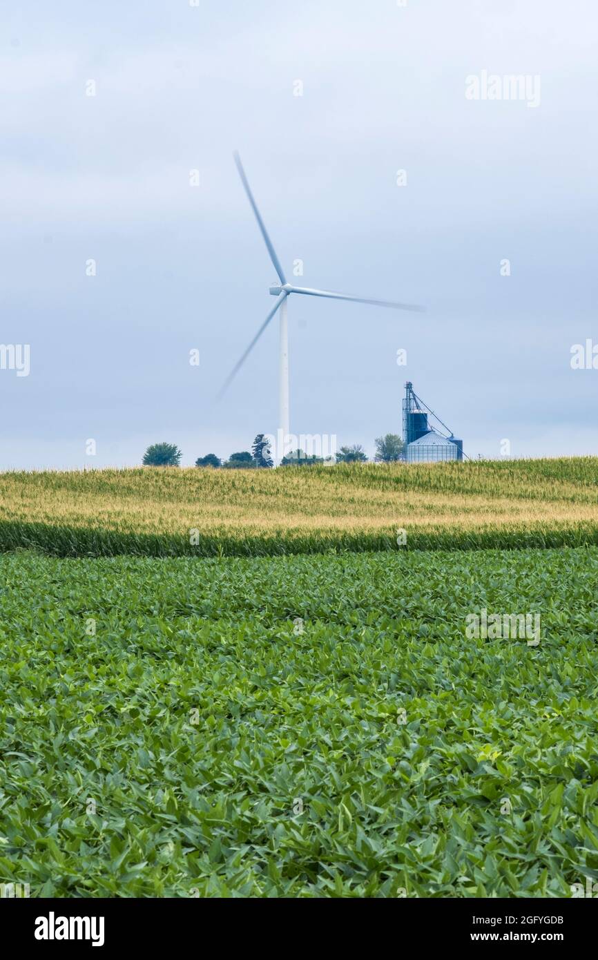 In Der Nähe Von Earlville, Iowa. Die Rotorblätter der Windmühlen drehen sich langsam hinter den Kornlagerbehältern. Sojabohnen und Cornfield im Vordergrund. Stockfoto