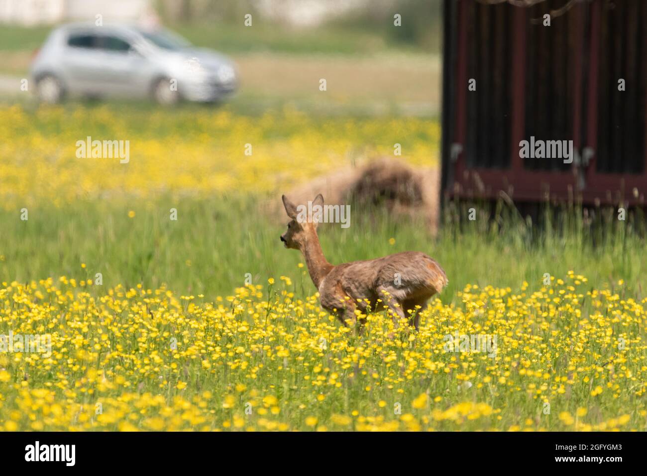 Oberriet Schweiz, 28. April 2021 Wilde junge Hirsche laufen über ein grünes Feld Stockfoto