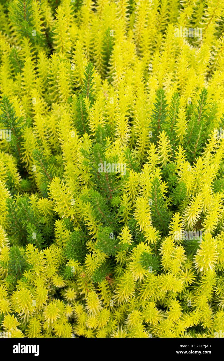 Nahaufnahme einer leuchtend grünen und gelben Heidekraut-Pflanze. Stockfoto