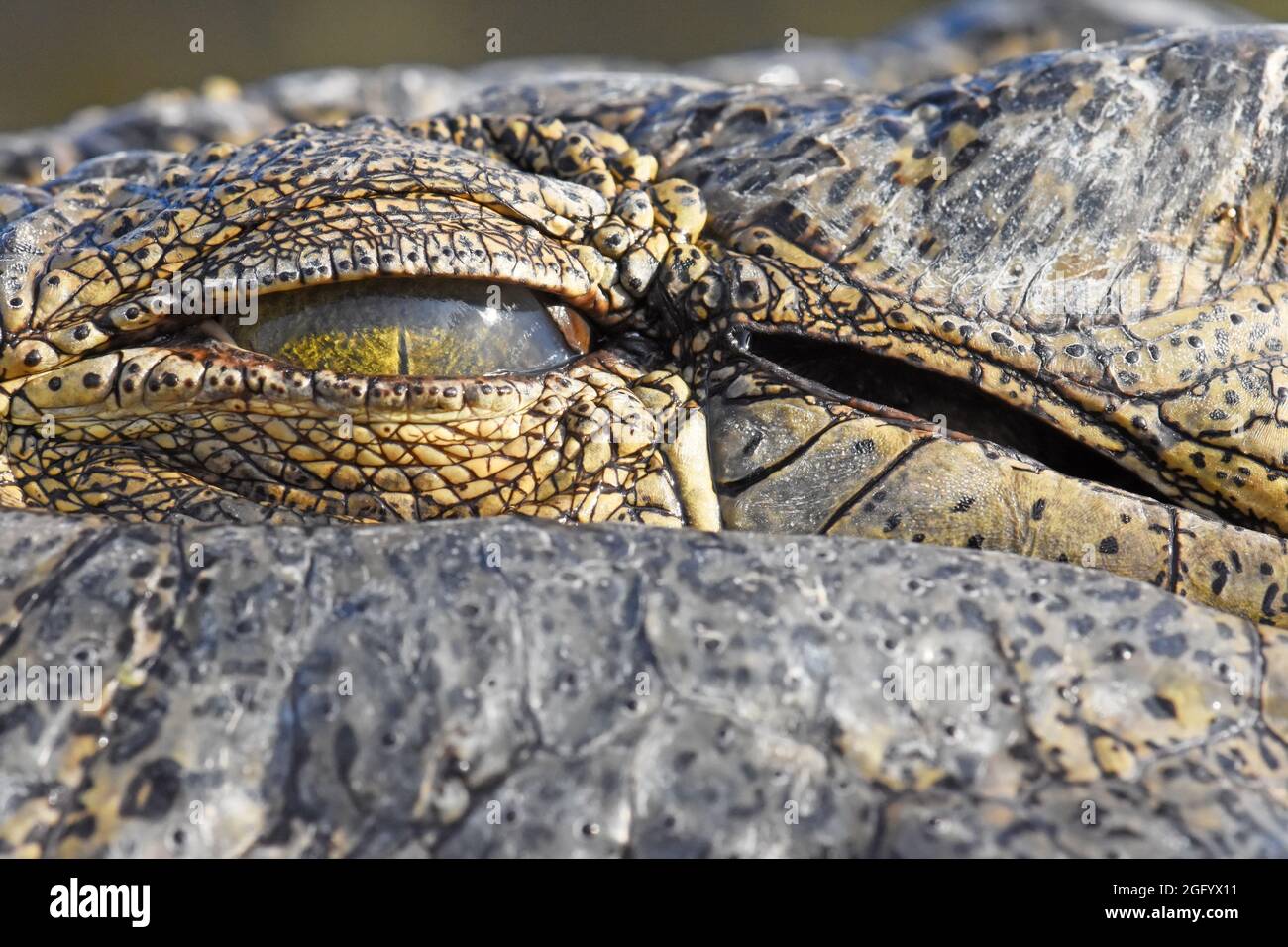 Alligator-Augenmembran, Nahaufnahme Stockfoto