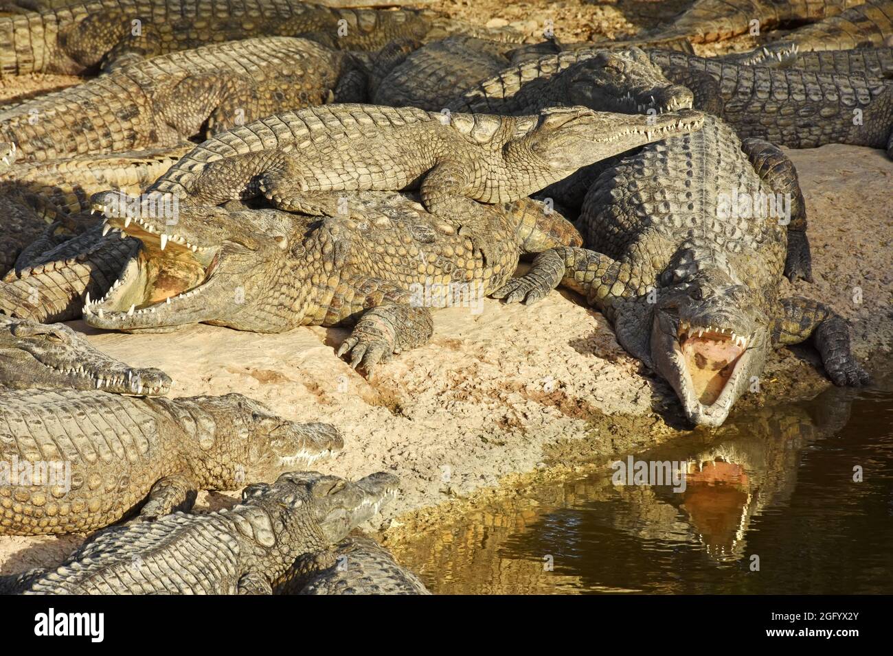 Alligatorenranch Stockfoto
