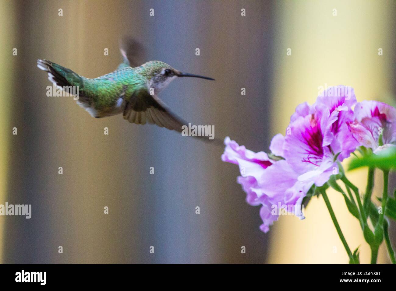 Ein Rubinkehlkolibri fliegt um eine Reihe von Blumen, bevor er im Kern der Blüten nach Nektar sucht. Eine Grußkarte für die Vogelfreunde Stockfoto