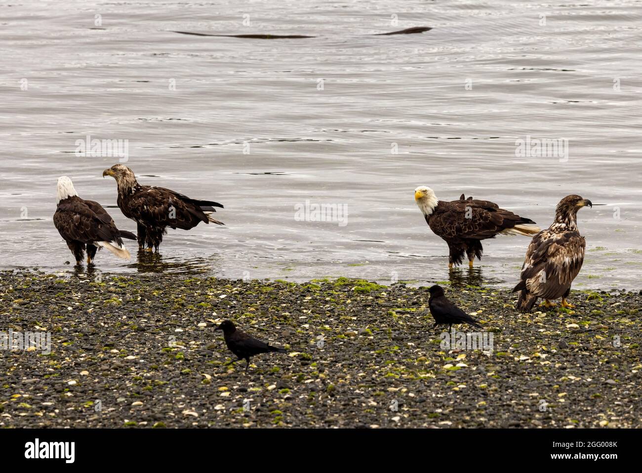 Arie amerikanischer Weißkopfadler am Strand bei Ebbe, Port Hardy, Vancouver Island, BC, Kanada Stockfoto