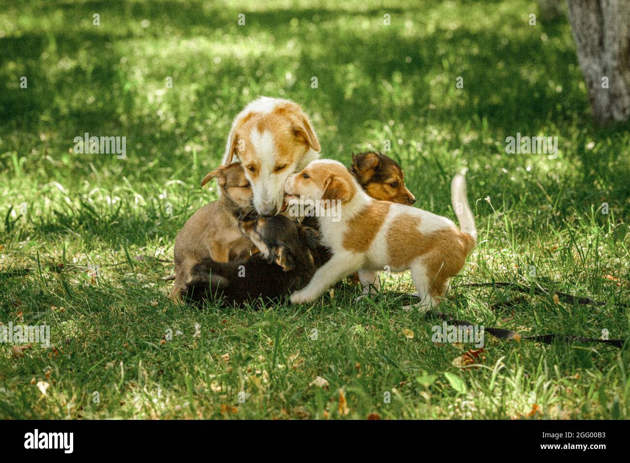 Mutter Hund kümmern Welpen mit Liebe Stockfoto