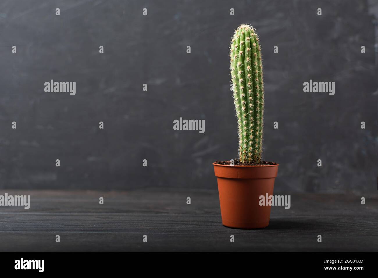 Single Home Kaktus Sukkulente Pflanze in Blumentopf auf Holztisch mit grauer Wand Stockfoto