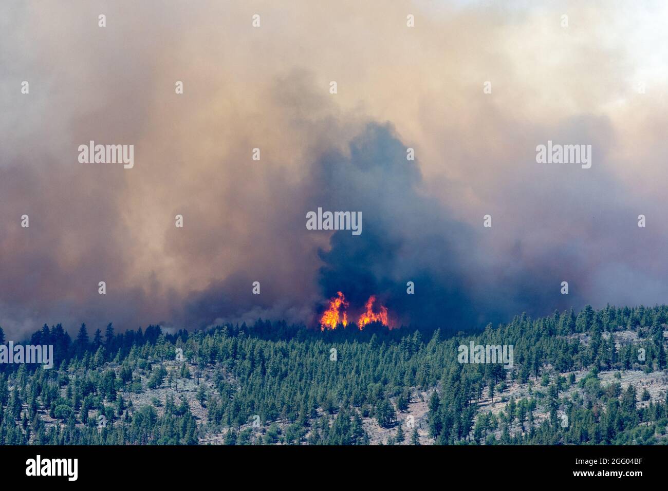 Das Beckwourth Complex Fire brennt am 8. Juli 2021 in der Nähe des Frenchman Lake in Nordkalifornien weiter. Dieses komplexe Feuer besteht aus dem ursprünglich als „Dotta Fire“ gearteten Feuer, das am 30. Juni und am 2. Juli 2021 durch einen Blitz ausgelöst wurde. Viele Ressourcen wurden aktiviert, um diesen komplexen Brand einzudämmen, darunter drei Air National Guard C-130s - zwei aus Nevada und eine aus Kalifornien, die bei der Bekämpfung des Beckwourth Complex Fire helfen werden. Die mit der Air Force C-130 MAFFS ausgestatteten Flugzeuge werden vom National Interagency Fire Center angefordert und vom Secret genehmigt Stockfoto