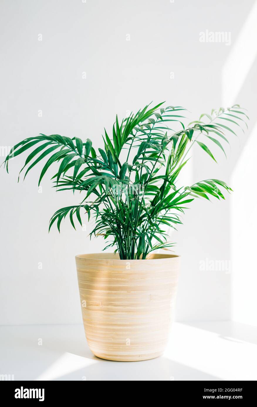 Grne Palme chamaedorea in Bambustopf auf weiem Tisch im Sonnenlicht  Stockfotografie - Alamy