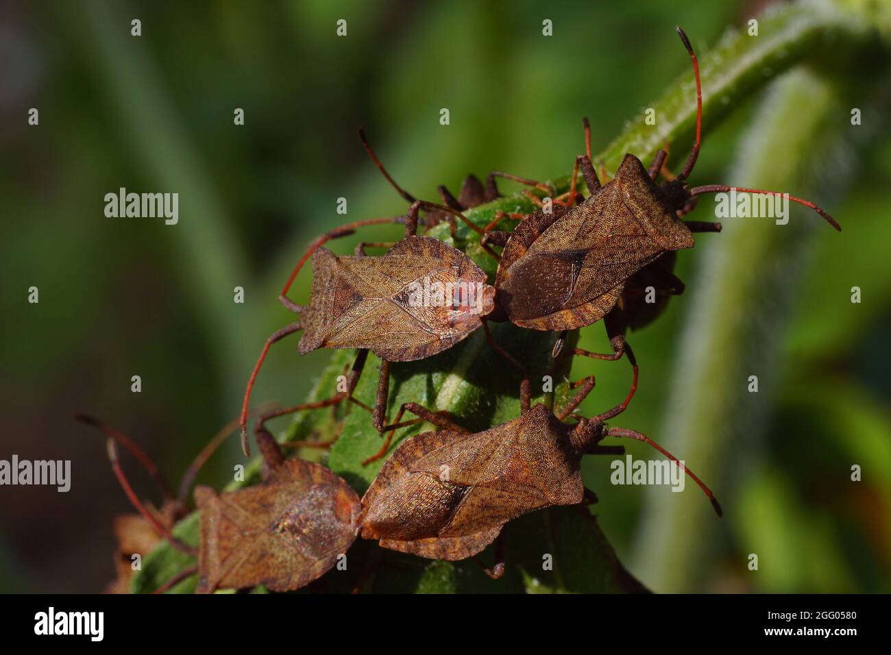 Fremde und invasive Insekten in Europa. Bewohnen immer noch neue Gebiete. Der westliche Koniferkäfer (Leptoglossus occidentalis). Stockfoto