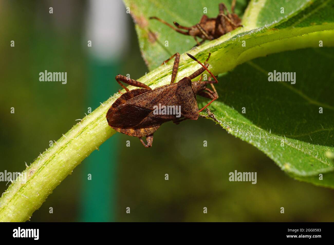 Fremde und invasive Insekten in Europa. Bewohnen immer noch neue Gebiete. Der westliche Koniferkäfer (Leptoglossus occidentalis). Stockfoto