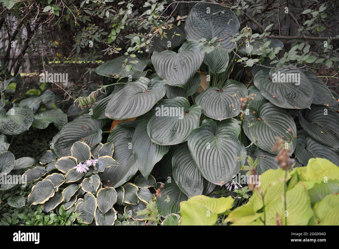 Im August wächst in einem Garten die riesige Hosta Empress Wu mit großen grau-grünen Blättern Stockfoto