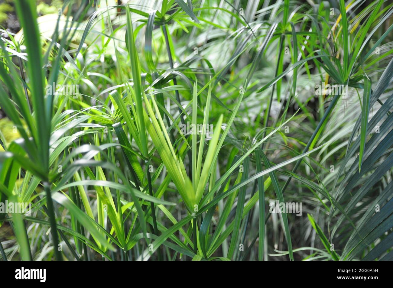 Das Kraut Cyperus Gracillis ist ein Zwergschirm in vivo. Hintergrund, Textur. Stockfoto