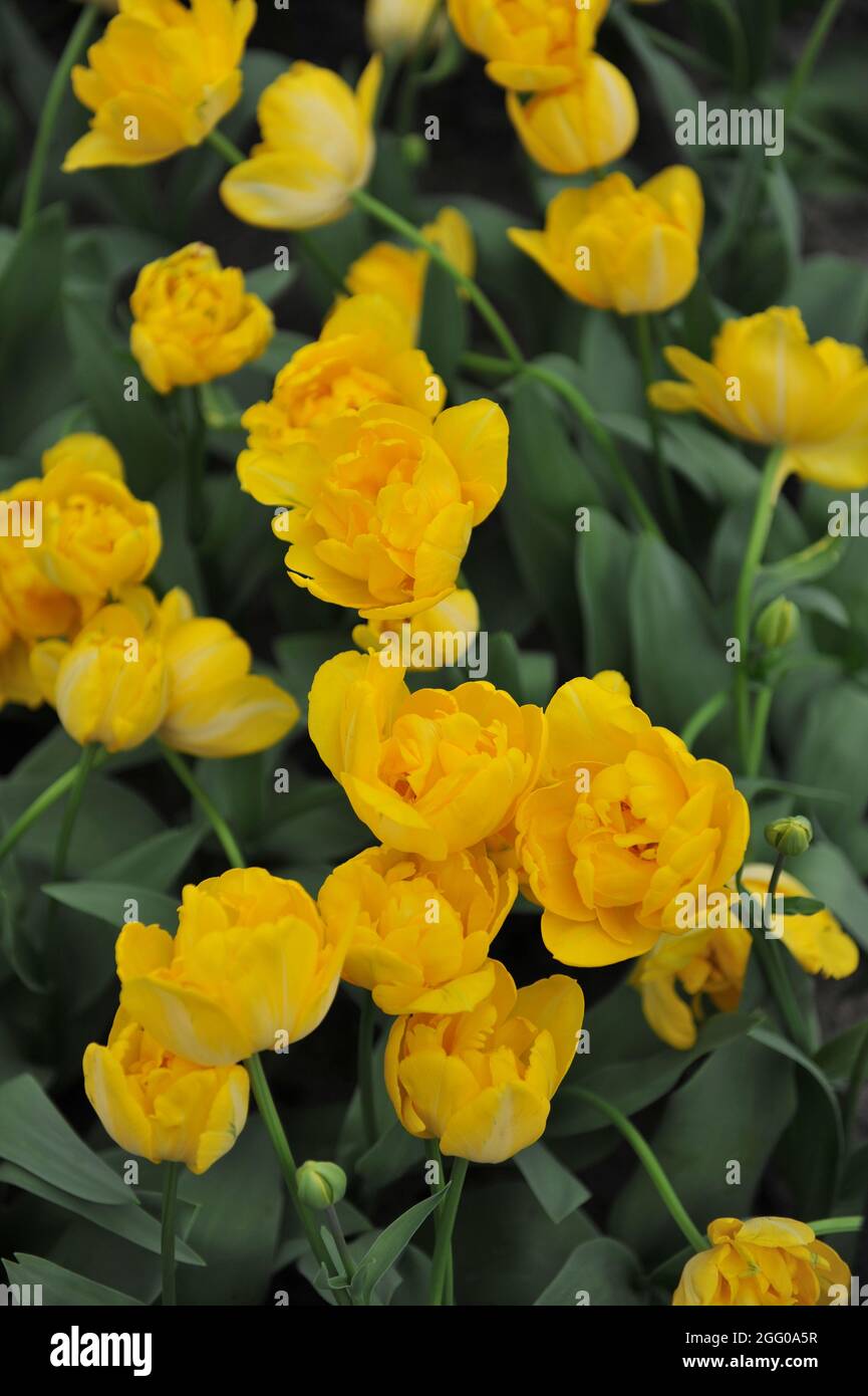 Gelb Doppelte späte Tulpe (Tulipa) Goldrausch blüht im April in einem Garten Stockfoto