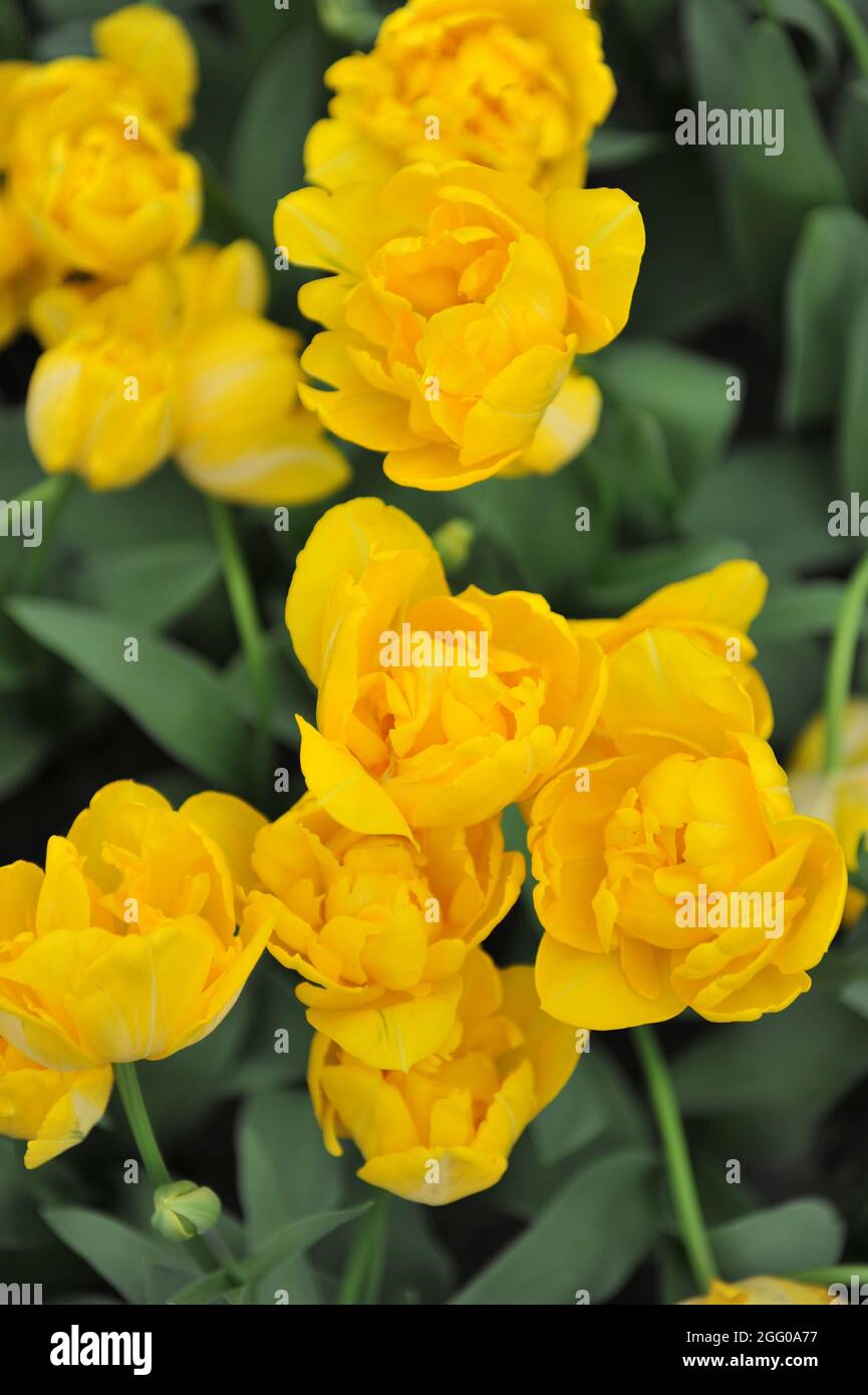 Gelb Doppelte späte Tulpe (Tulipa) Goldrausch blüht im April in einem Garten Stockfoto