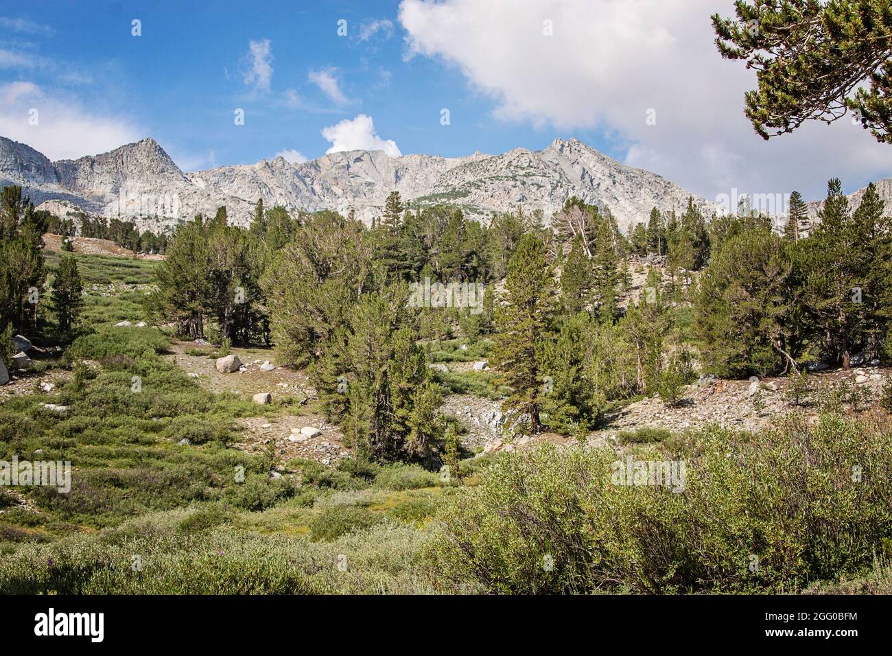Yosemite Valley Mountains | California | Eastern High Sierras | Tioga Pass | Wildblumen | Nationalpark | Wanddekor | Naturfotografie | Stockfoto