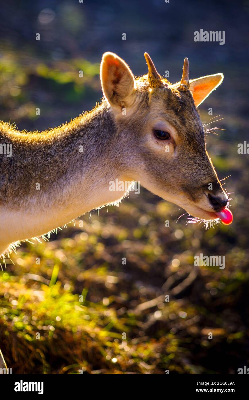 Detail des Kopfes eines jungen Hirsches mit seinen Hörnern, die im Morgenlicht hervorstehen Stockfoto