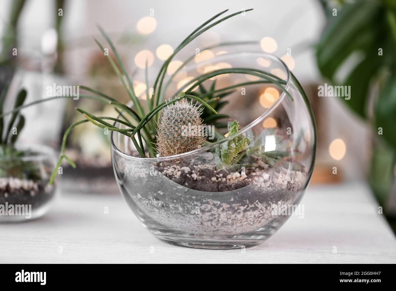 Mini-Sukkulenten Garten in Glas Terrarium auf Fensterbank Stockfotografie -  Alamy