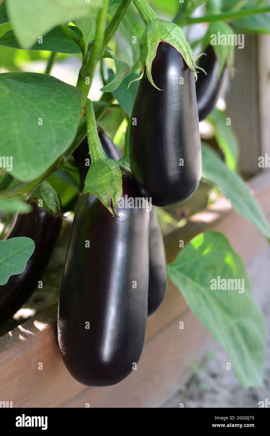 Reife Auberginen wachsen im Gemüsegarten. Konzept des Anbaus Ihrer eigenen Bio-Lebensmittel. Stockfoto
