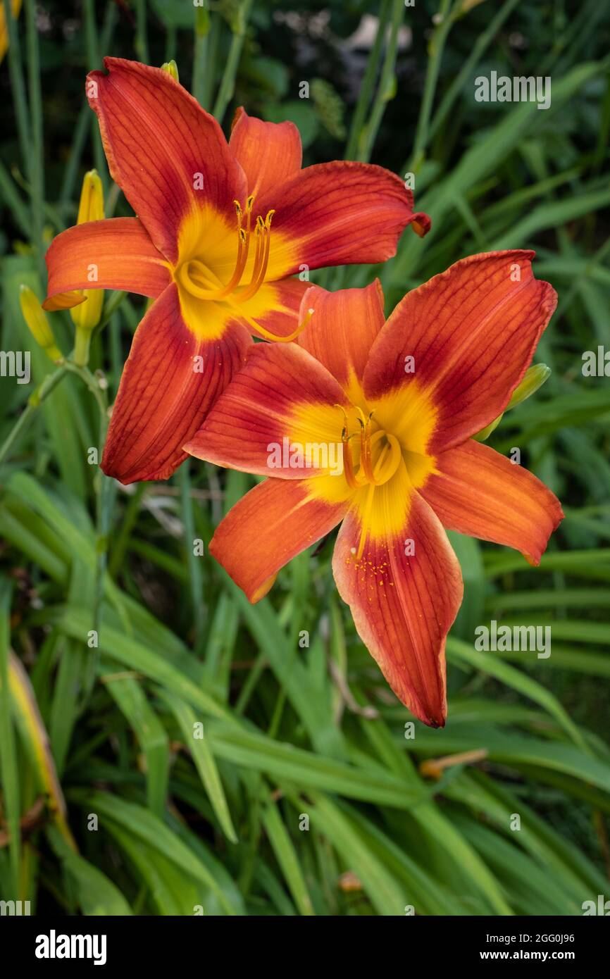 Day Lilies, Alexandria, Virginia, USA. Stockfoto