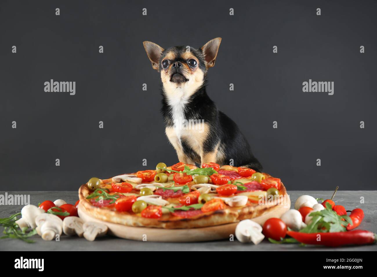 Kleiner chihuahua Hund mit Pizza auf grauem Hintergrund Stockfotografie -  Alamy