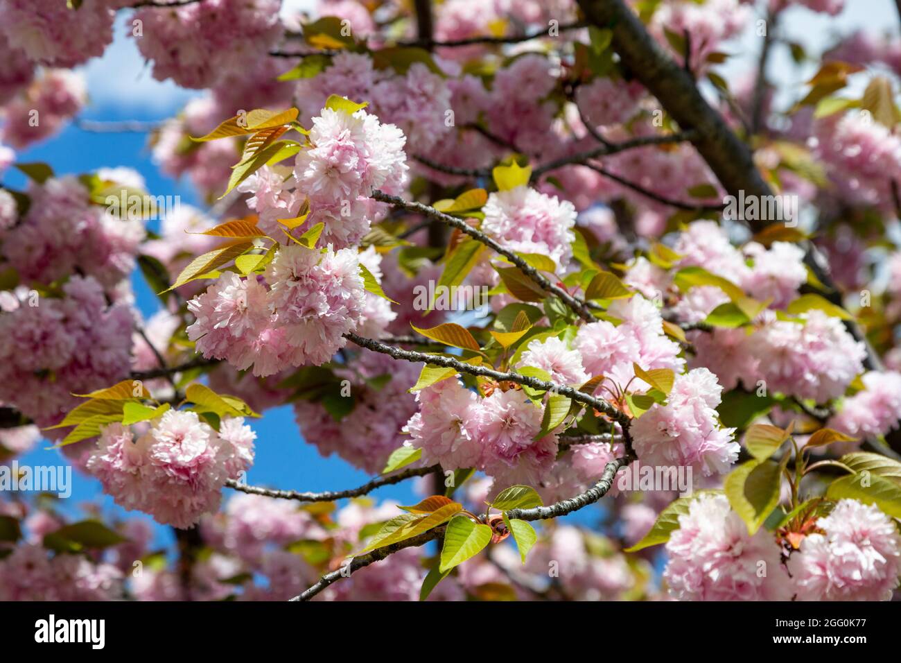 Kwanzan Cherry Tree Blossoms, April, Virginia, USA. Stockfoto