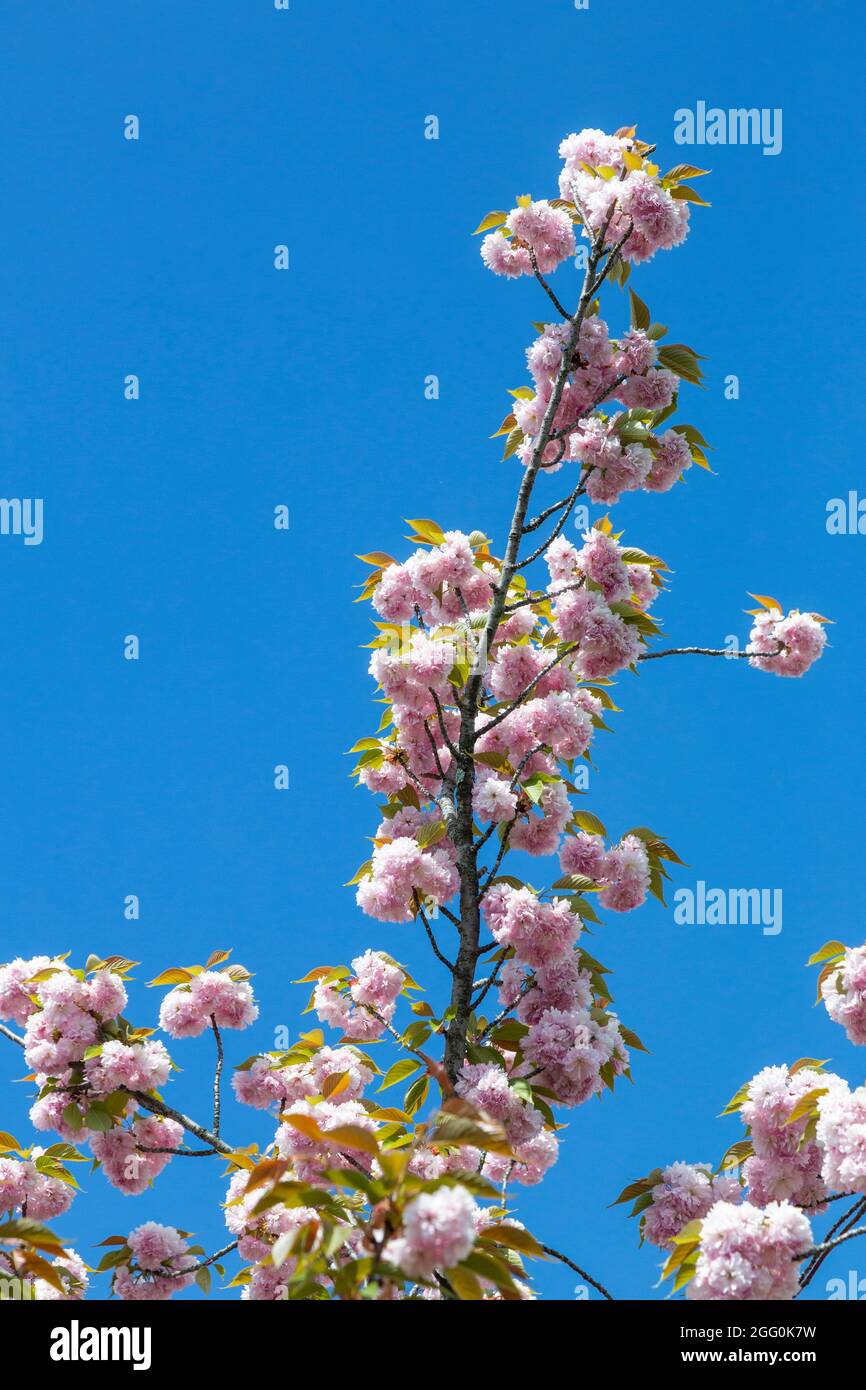 Kwanzan Cherry Tree Blossoms, April, Virginia, USA. Stockfoto
