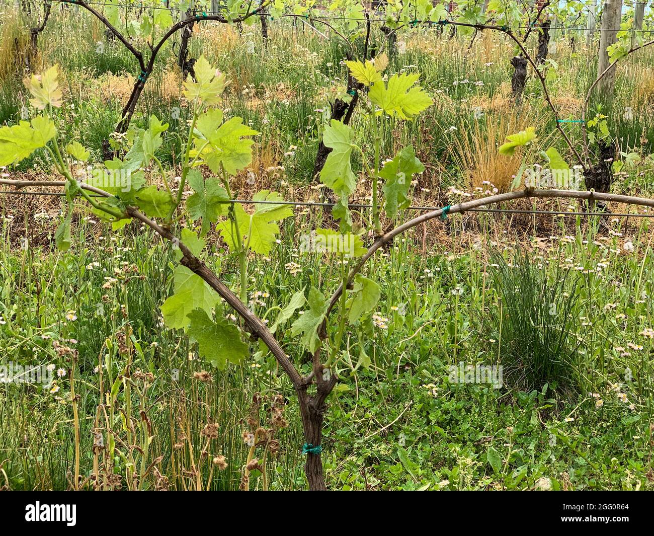 Winery Vineyard, Woodstock, Shenandoah County, Virginia, USA Stockfoto