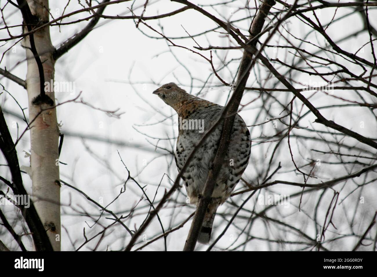 Fichtenhuhn in Birke Stockfoto