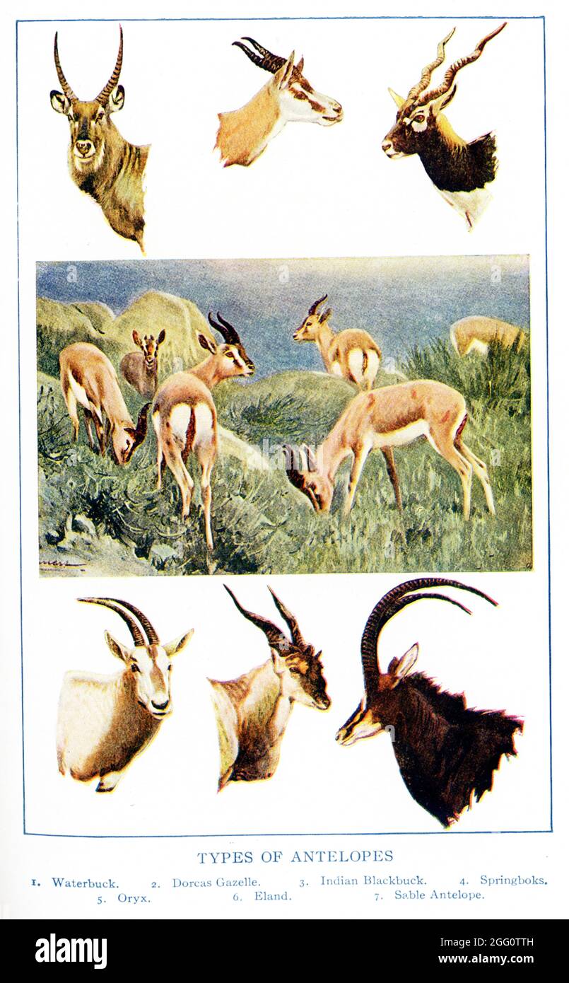 Diese Abbildung aus dem Jahr 1917 zeigt verschiedene Arten von Antilopen. Sie sind von links nach rechts, von oben nach unten: Wasserbock, Dorcas Gazelle, indischer Schwarzbock, mehrere Sprinboks auf einem Feld, Oryx, Eland, Sable Antelope Stockfoto