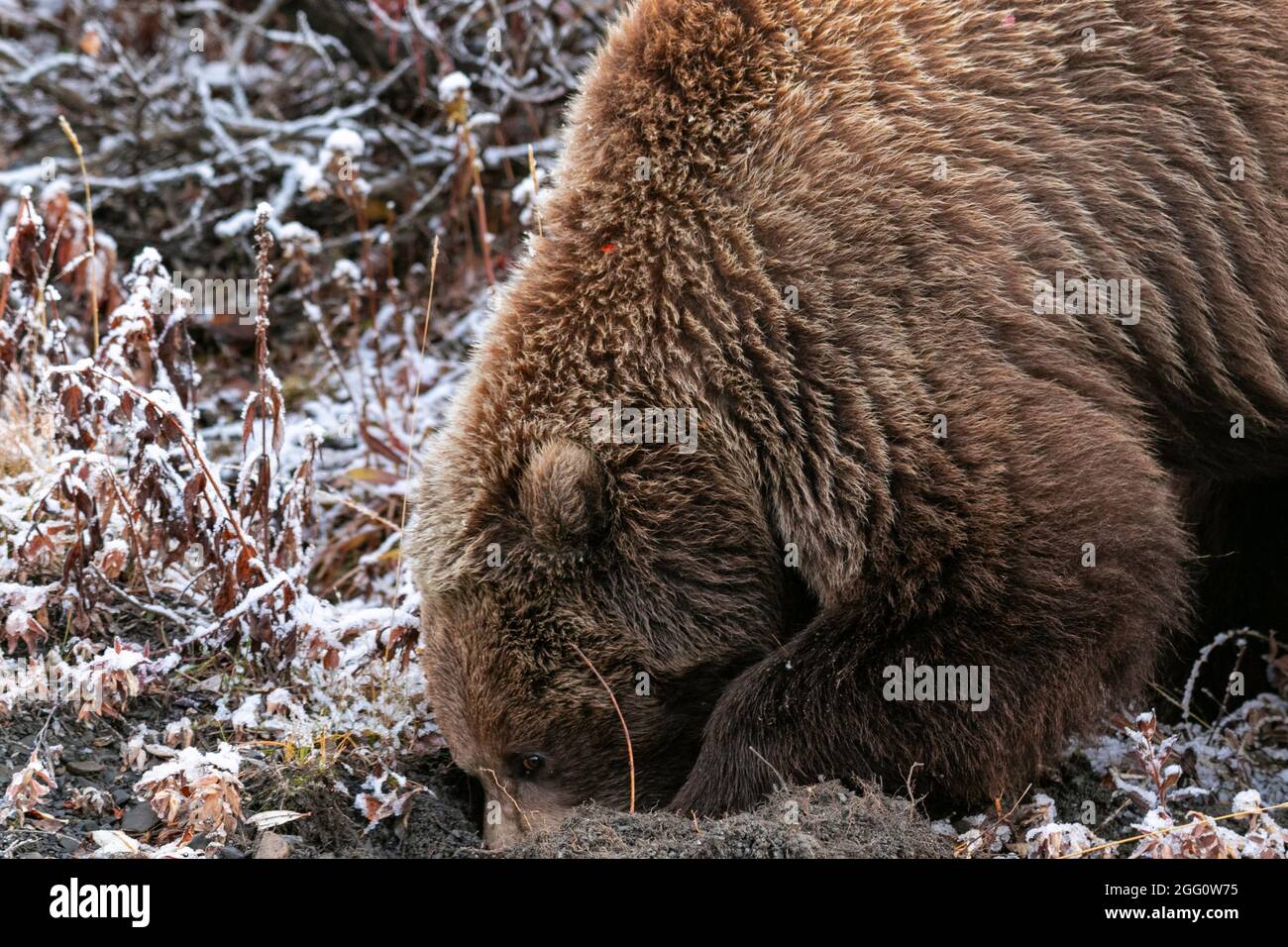 Grizzly Bär graben nach essbaren Wurzeln Stockfoto