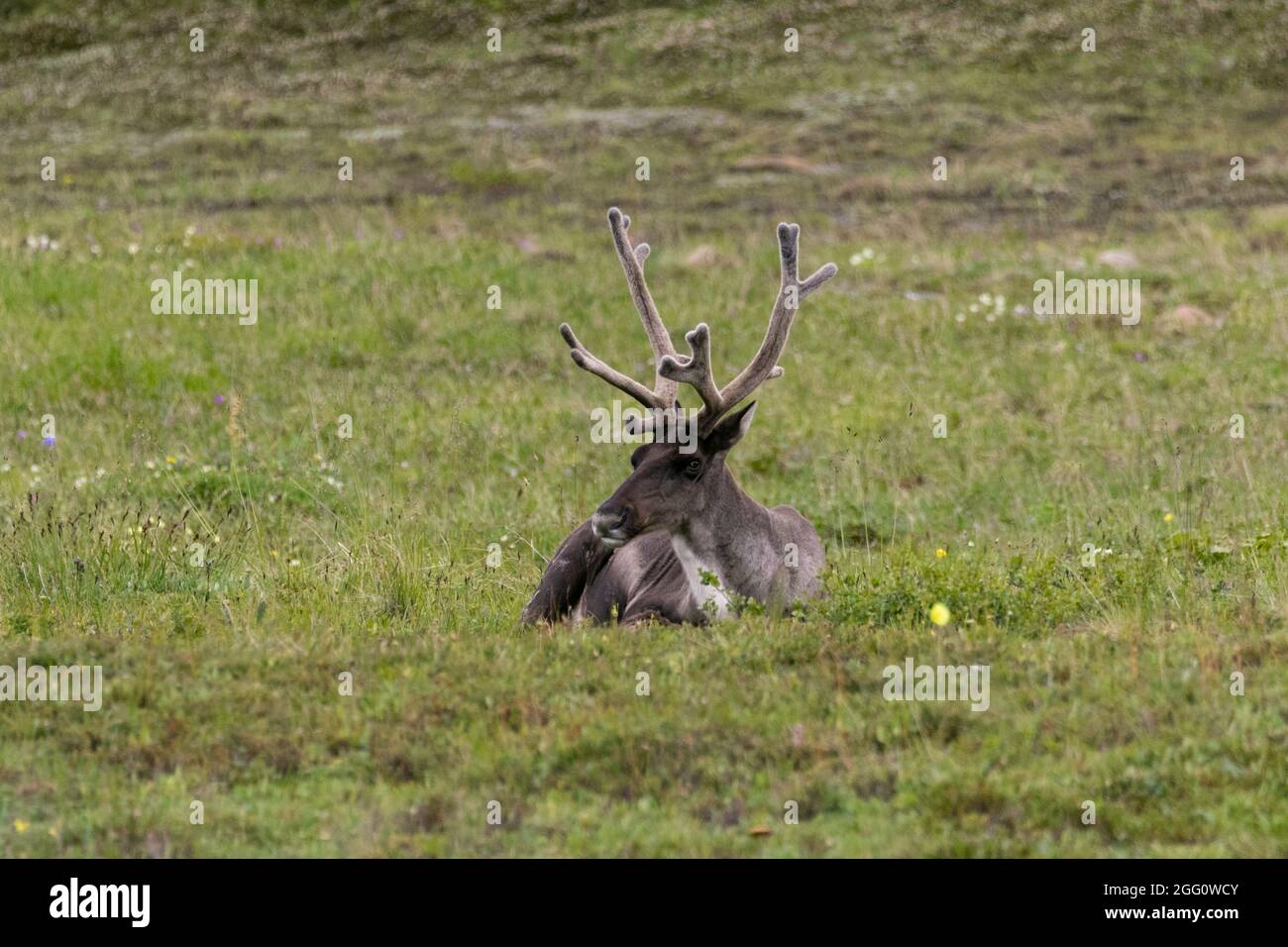 Der junge Bulle caribou hat sich auf der Tundra gebettet Stockfoto