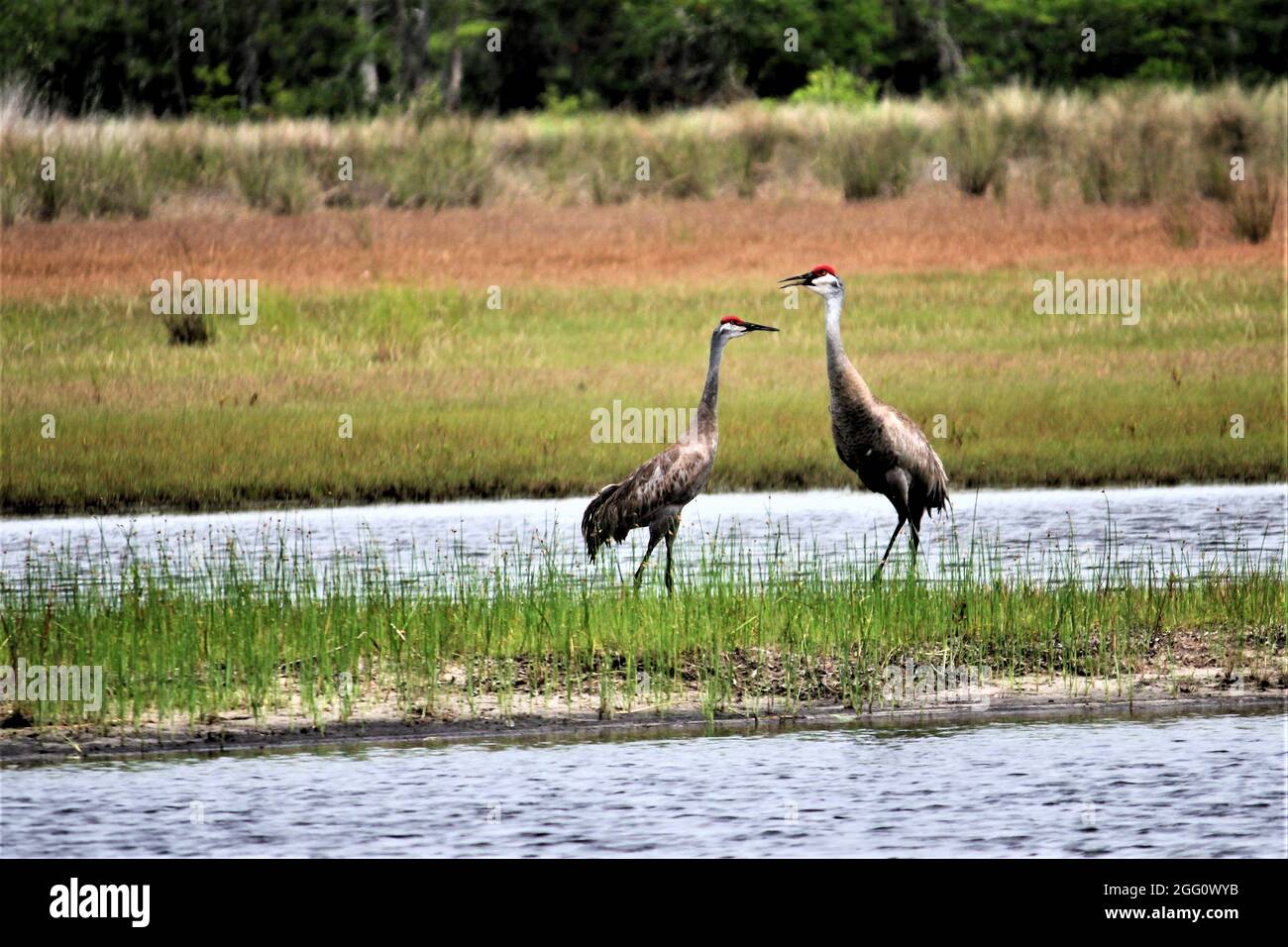 Zwei wilde Vögel unterhalten sich beim Sumpf miteinander Stockfoto