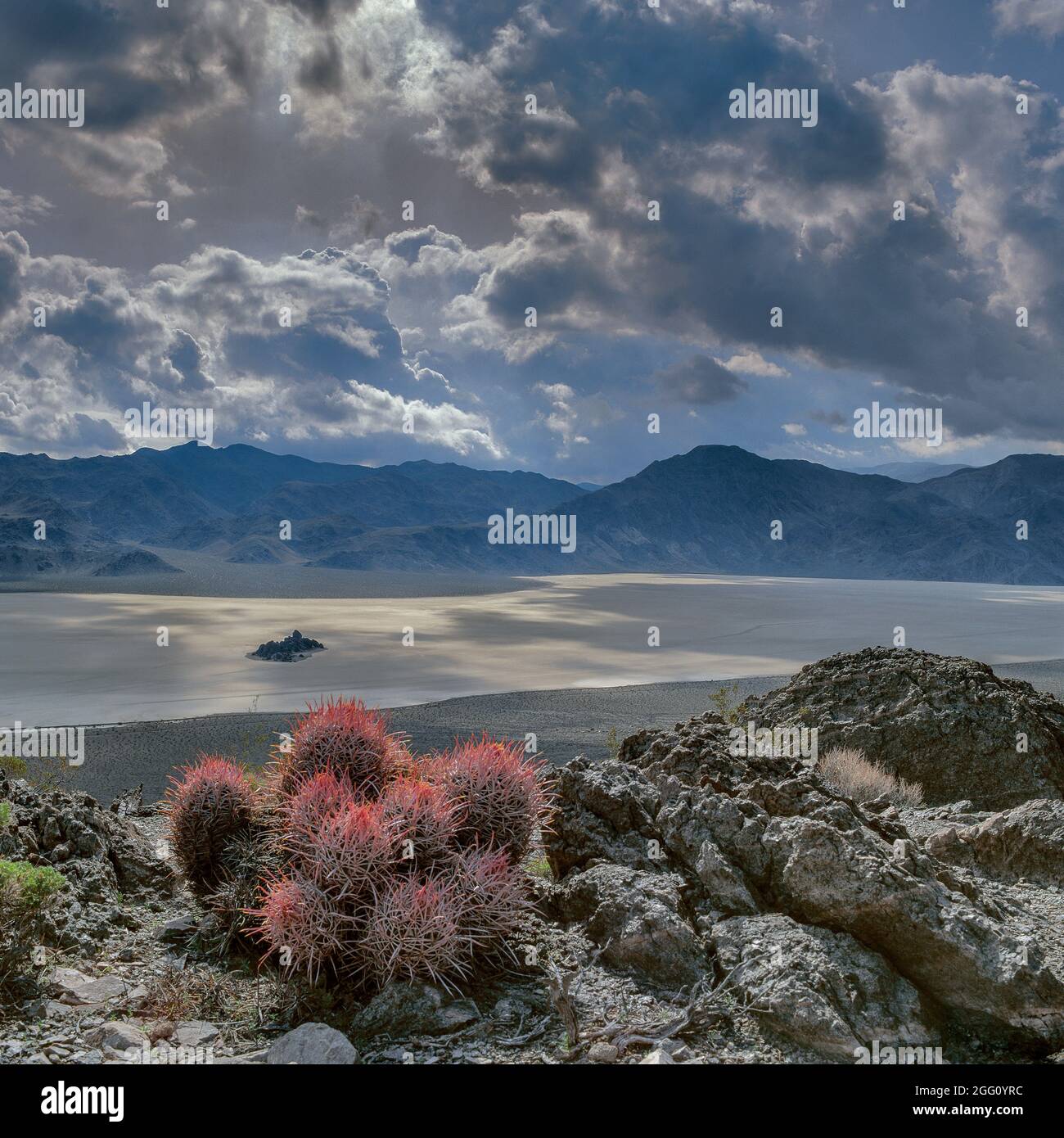 Cottontops, Echinocactus polycephalus, die Rennstrecke, Death Valley National Park, Kalifornien Stockfoto