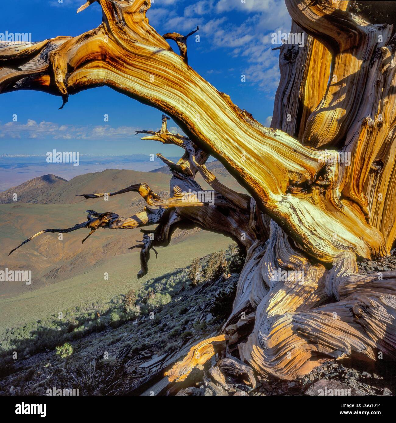 Bristlecone Pinie, Pinus longaeva, weiße Berge, Inyo National Forest, östlichen Sierra, Kalifornien Stockfoto