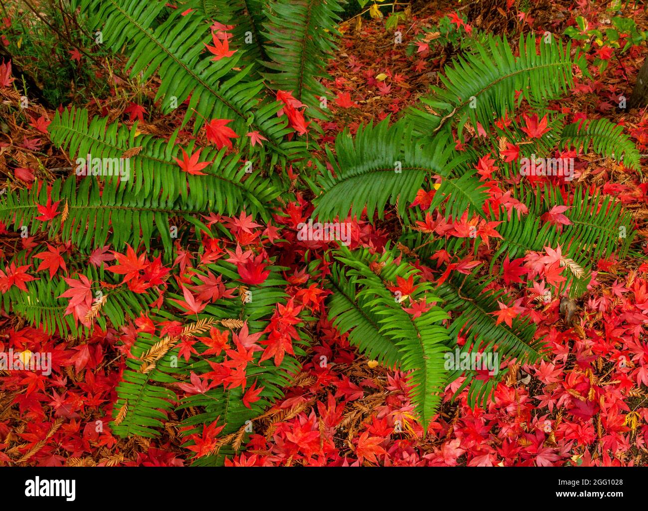 Sword Fern, Maple Leaves, Fern Canyon Garden, Mill Valley, Kalifornien Stockfoto