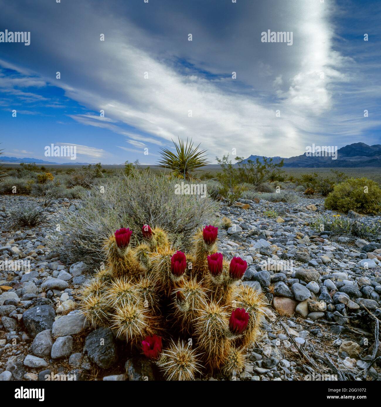 Hedgehog Cactus, Echinocereus triglochidiatus, Desert National Wildlife Refuge, Nevada Stockfoto